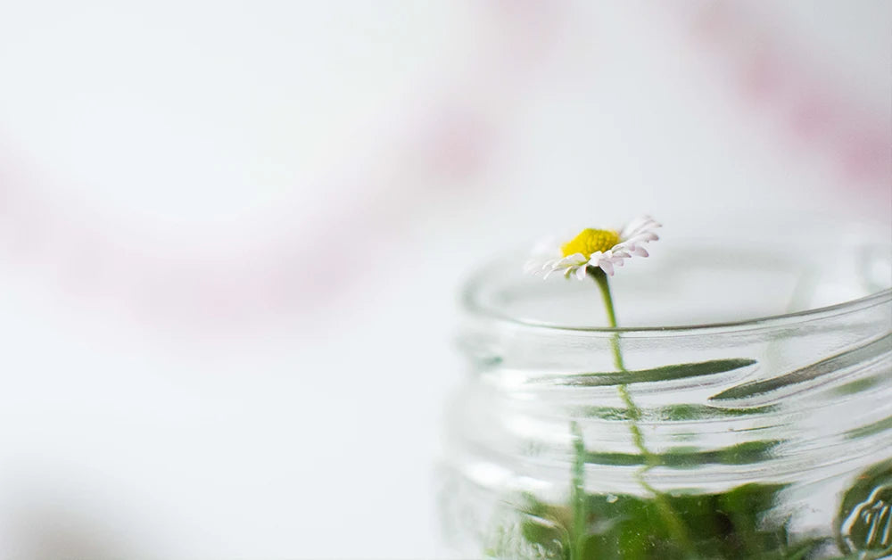 Die Geschichte vom Gänseblümchen im Marmeladenglas