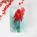 Weihnachtskarte "Amaryllis"